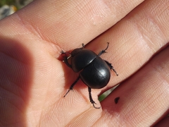 Thorectes albarracinus