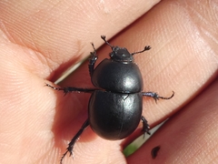 Thorectes albarracinus