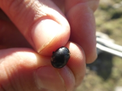 Thorectes albarracinus