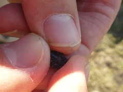 Thorectes albarracinus