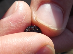 Thorectes albarracinus