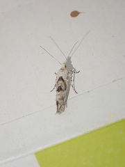 Ypsolopha asperella