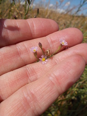 Symphyotrichum subulatum