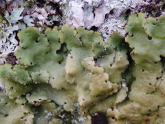 Ricasolia amplissima