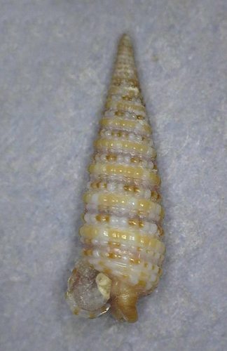 Litharium, 2010-12-09