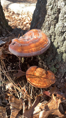 Ganoderma curtisii