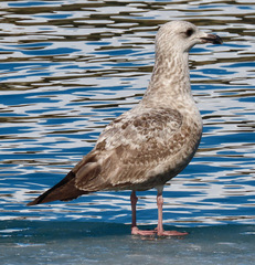 Larus argentatus