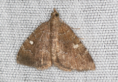 Chrysolarentia heteroleuca