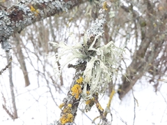 Ramalina fraxinea
