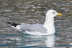 Larus argentatus