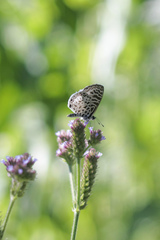 Leptotes cassius cassius