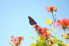 Danaus erippus