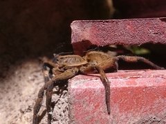 Lycosa erythrognatha