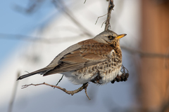 Turdus pilaris