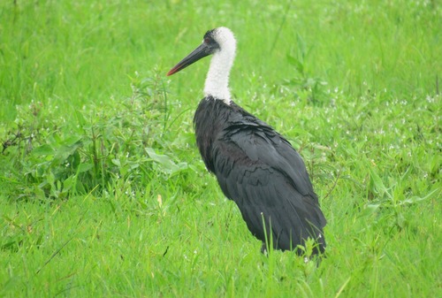 African Woolly-necked Stork