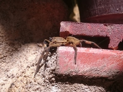 Lycosa erythrognatha