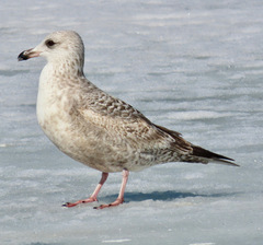 Larus argentatus