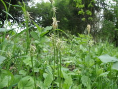 Carex michelii