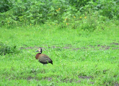 White-faced Whistling-Duck
