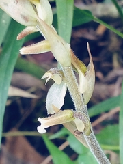 Erythrodes