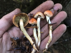 Pyrrhulomyces astragalinus