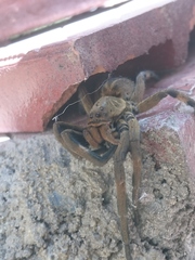 Lycosa erythrognatha