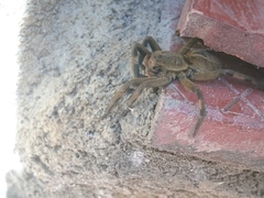 Lycosa erythrognatha