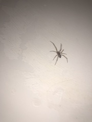 Steatoda grossa