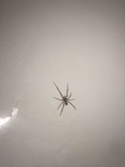 Steatoda grossa