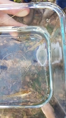 Etheostoma davisoni
