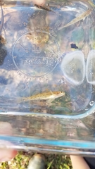 Etheostoma davisoni