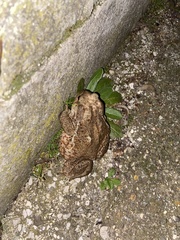 Bufo bufo