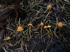 Mycena strobilinoidea