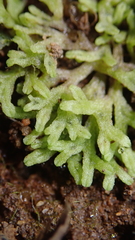 Riccia fluitans