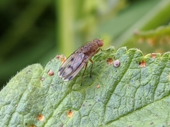 Suillia variegata