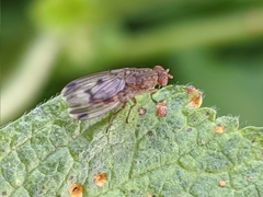 Suillia variegata