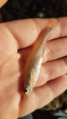 Notropis amplamala