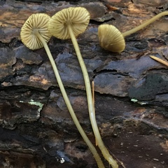 Mycena aurantiomarginata