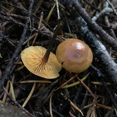 Heimiomyces fulvipes