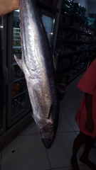 Scomberomorus cavalla