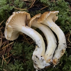 Cantharellus formosus