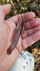 Noturus leptacanthus