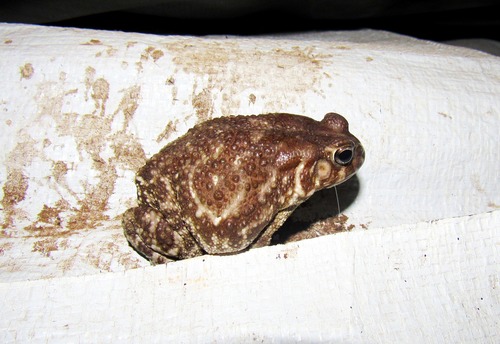 Steindachner's Toad