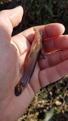 Noturus leptacanthus