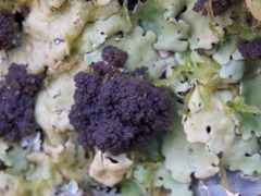 Ricasolia amplissima