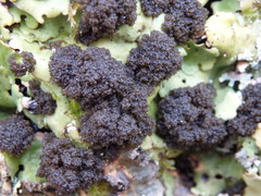 Ricasolia amplissima