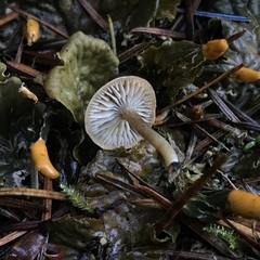 Pseudolaccaria pachyphylla