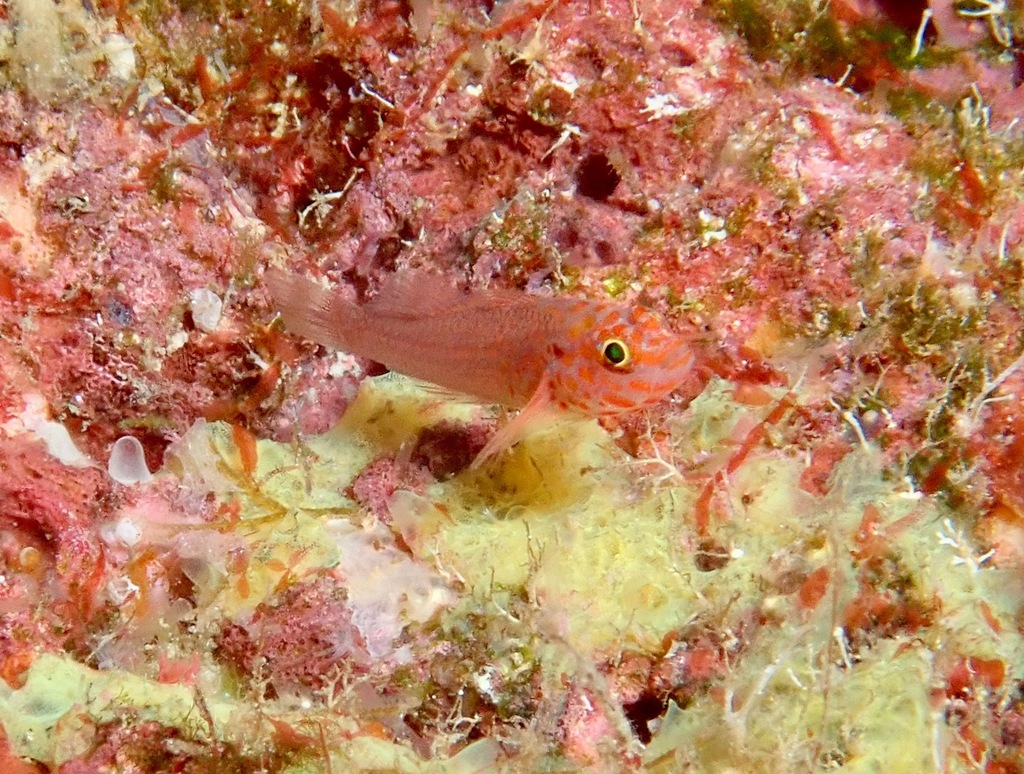 Fang's Dwarfgoby