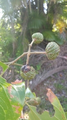 Rhopalocarpus