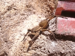 Lycosa erythrognatha